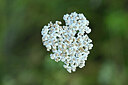 BUITEN BEELD Foto: 446431