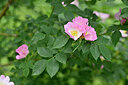 BUITEN BEELD Foto: 446435