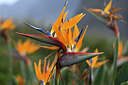 BUITEN BEELD Foto: 446445