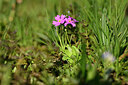 BUITEN BEELD Foto: 446451