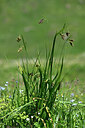BUITEN BEELD Foto: 446454