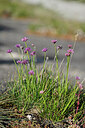 BUITEN BEELD Foto: 446458