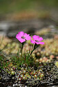 BUITEN BEELD Foto: 446461