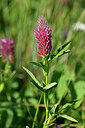 BUITEN BEELD Foto: 446464