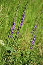 BUITEN BEELD Foto: 446488