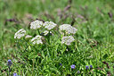 BUITEN BEELD Foto: 446496