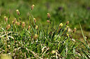 BUITEN BEELD Foto: 446497