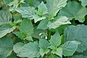 BUITEN BEELD Foto: 446507