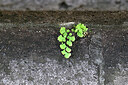 BUITEN BEELD Foto: 446521