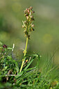 BUITEN BEELD Foto: 446525