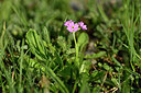 BUITEN BEELD Foto: 446529