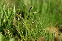 BUITEN BEELD Foto: 446540