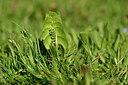 BUITEN BEELD Foto: 446546