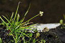 BUITEN BEELD Foto: 446548