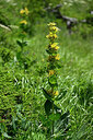 BUITEN BEELD Foto: 446554