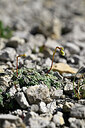 BUITEN BEELD Foto: 446555