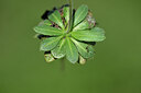 BUITEN BEELD Foto: 446567