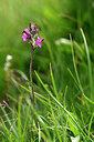 BUITEN BEELD Foto: 446568