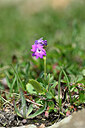 BUITEN BEELD Foto: 446572