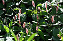 BUITEN BEELD Foto: 446573