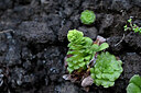 BUITEN BEELD Foto: 446578