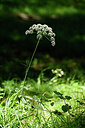 BUITEN BEELD Foto: 446581