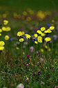 BUITEN BEELD Foto: 446587