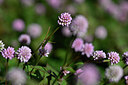 BUITEN BEELD Foto: 446590