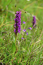 BUITEN BEELD Foto: 446593