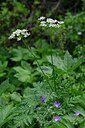 BUITEN BEELD Foto: 446597
