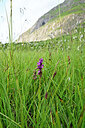 BUITEN BEELD Foto: 446605