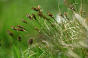 BUITEN BEELD Foto: 446611