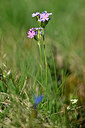 BUITEN BEELD Foto: 446614