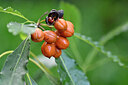 BUITEN BEELD Foto: 446617