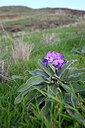 BUITEN BEELD Foto: 446621
