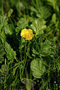 BUITEN BEELD Foto: 446623