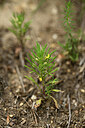 BUITEN BEELD Foto: 446628
