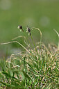 BUITEN BEELD Foto: 446631