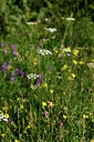 BUITEN BEELD Foto: 446638
