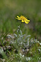 BUITEN BEELD Foto: 446642