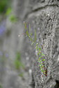 BUITEN BEELD Foto: 446643