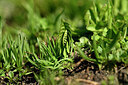 BUITEN BEELD Foto: 446644