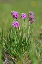BUITEN BEELD Foto: 446647
