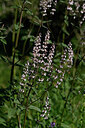BUITEN BEELD Foto: 446651