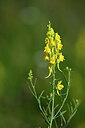 BUITEN BEELD Foto: 446652