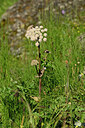 BUITEN BEELD Foto: 446662