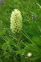 BUITEN BEELD Foto: 446678