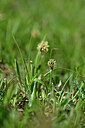 BUITEN BEELD Foto: 446680