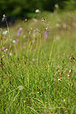 BUITEN BEELD Foto: 446682
