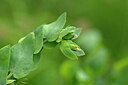 BUITEN BEELD Foto: 446689